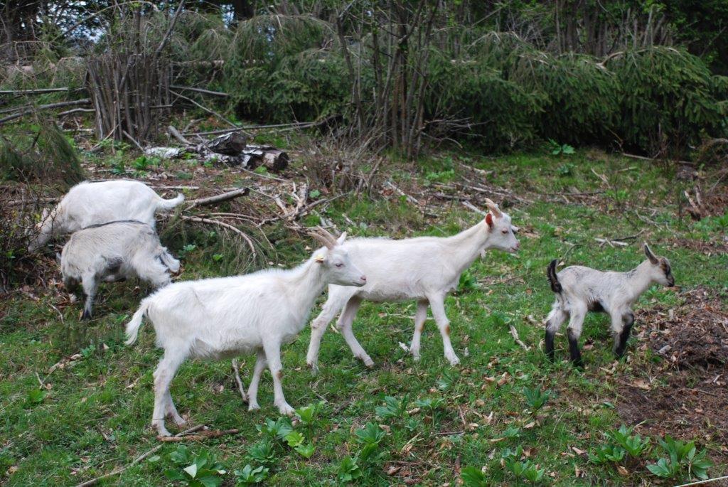 Farm Stay Dolinar Krainer Bohinjska Bela Chambre photo